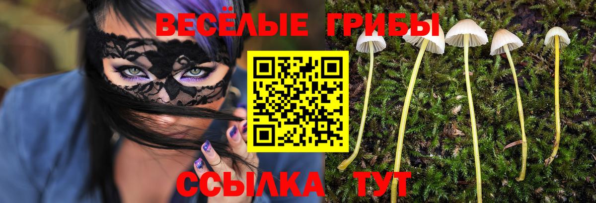 Галлюциногенные грибы Psilocybe Губкинский